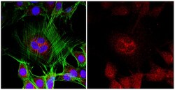 MilliporeSigma Ninein, Rabbit, Unlabeled, Polyclonal, 100&mu;L; Unlabeled:Antibodies,